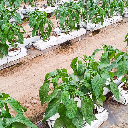 Growbags and Coco Fiber Products, Hydroponic Grade