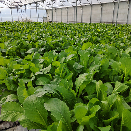 Hydroponic and Aquaponic Systems